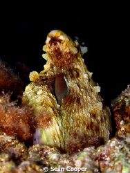Reef octopus by Sean Cooper 